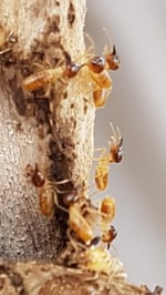 Picton Pest Control - Pic 5