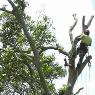 Steve Cairns Tree Service - Pic 7
