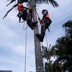 True Blue Tee Removal Sunshine Coast