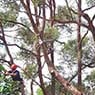 The Tree Doctor - Pic 6