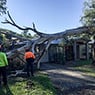 Walton's Tree Care Services - Pic 7