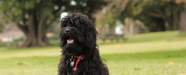 Murwillumbah Veterinary Clinic - Promotion 3