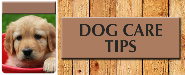 Tugun Veterinary Surgery - Promotion 1