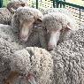 Moses & Son Wool Brokers - Pic 6