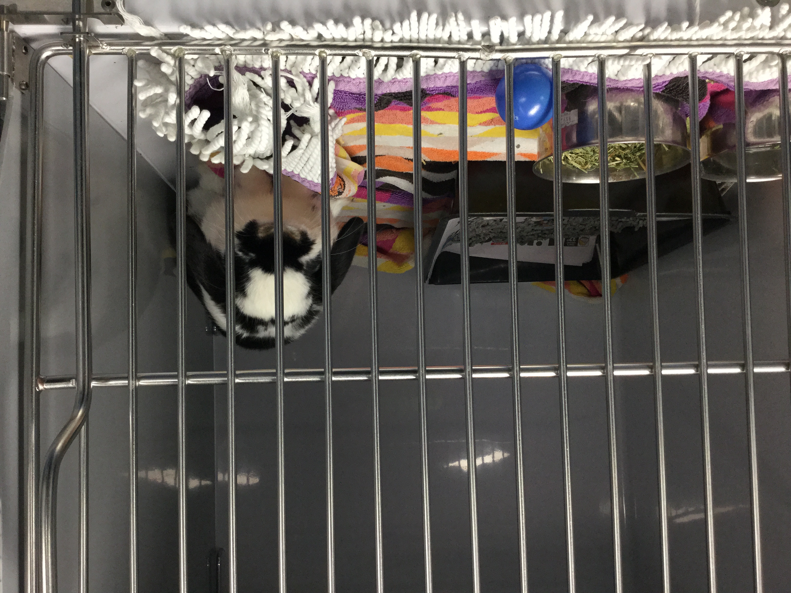 Pinecrest Boarding Kennels & Cattery Cattery 28r Minore Rd, Dubbo NSW