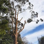 Rob's Tree Service - Pic 1