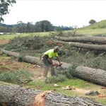 Woodstock Tree & Stump Removal - Pic 4