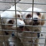 Homebush Boarding Kennels & Cattery - Pic 7
