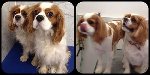 Camden Dog Grooming Centre - Pic 4