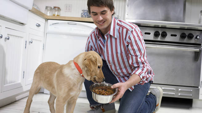 Dog Breeds Dixons Dog Breeds Dixons