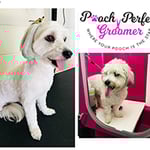 Pooch Perfect Groomer - Pic 1