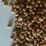 Kalgrains Pty Ltd - Pic 3