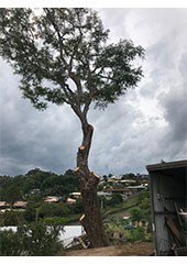 Removing Limbs To Create a View