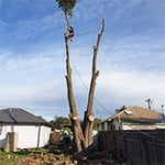 Rob's Tree Service - Pic 3