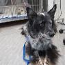 Whitehorse Veterinary Hospital - Pic 7