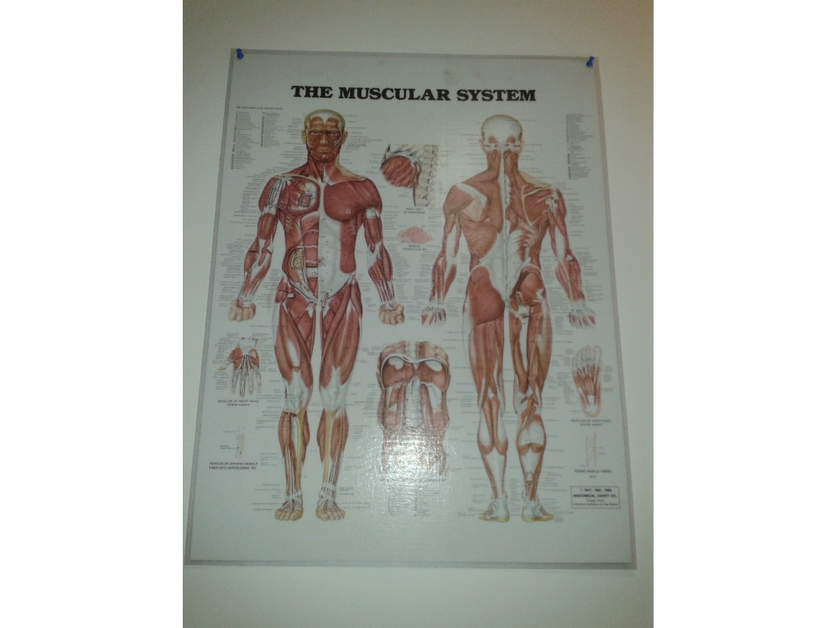 SA Remedial Therapy Clinic Massage Therapy Level 3 55 Gawler Pl