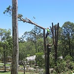 A Accurate Tree Services - Pic 3