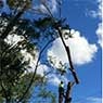 http://www.waratahprofessionaltreecare.com.au/