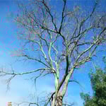 Woodstock Tree & Stump Removal - Pic 9