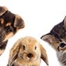 Broadmeadow Veterinary Hospital - Pic 2