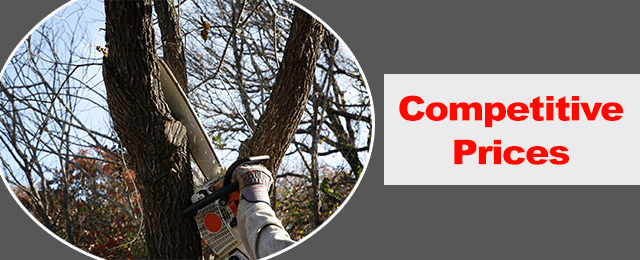 Dave's Tree Lopping & All Green Waste Removals - Promotion 1