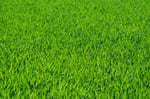 Wyndham Mowing & Garden Care - Pic 1