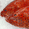 M & G Seafood Wholesalers - Pic 3