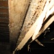 Evidence of termite damaged timbers