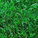 Melbourne Turf Supplies. - Pic 10