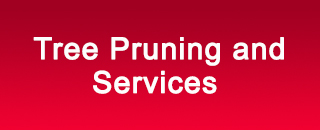 Redback Tree Services - Promotion 2