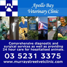 apollo veterinary clinic