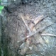 A copper water pipe damaged by a tree root.