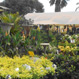Allora Gardens Nursery - Pic 5