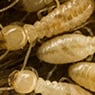 Rebel Pest - Pic 6