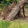Hilltops Vegetation Services - Pic 3