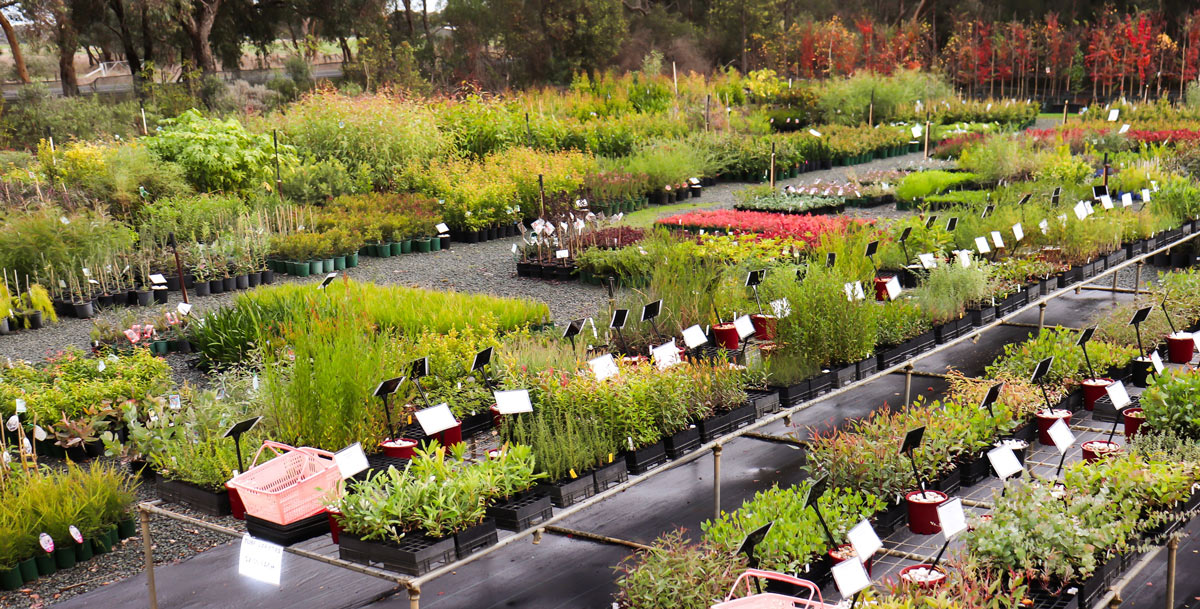 Rochester Nursery Garden Nurseries Shepparton