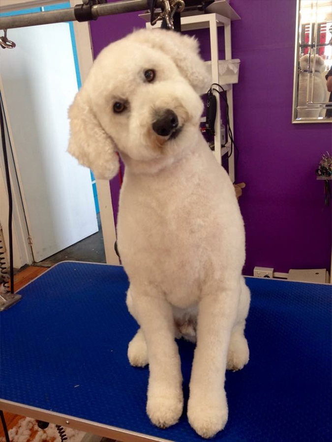 Woofers Mobile Dog Grooming Woofers Mobile Dog Grooming