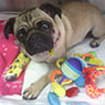 Walter St Veterinary Clinic - Pic 1