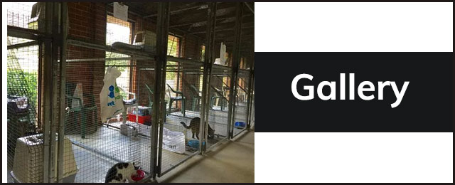 Glenhaven Boarding Cattery - Promotion 3