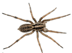BP Homecare Pest Control - Pic 5