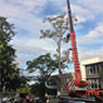 Arborist