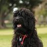 Stawell Veterinary Clinic - Pic 2