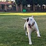 4 Paws B & B Boarding Kennel - Pic 8