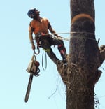 Branching Out Tree Care - Pic 7