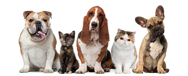 Laverton Veterinary Clinic - Promotion 2