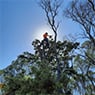 Micks Tree Worx - Pic 1
