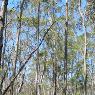 Hobart Bush Cabins - Pic 1