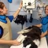 Westlakes Veterinary Hospital - Pic 1