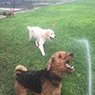 4 Paws B & B Boarding Kennel - Pic 6