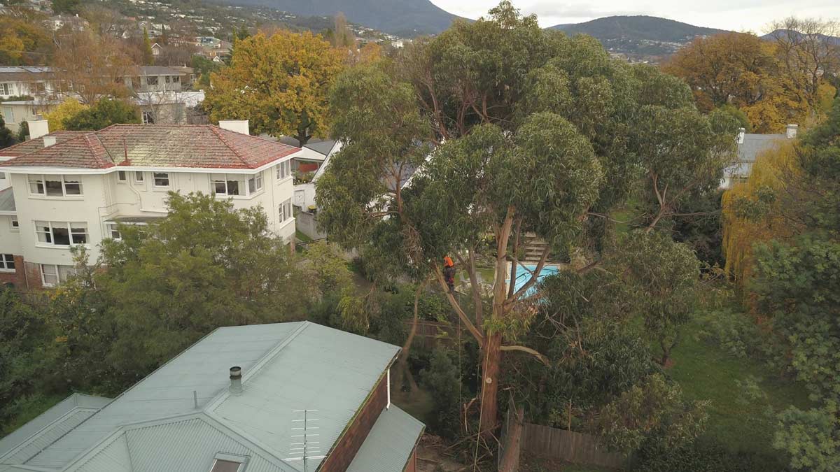 Trees 'R' Us Tree & Stump Removal Services Hobart